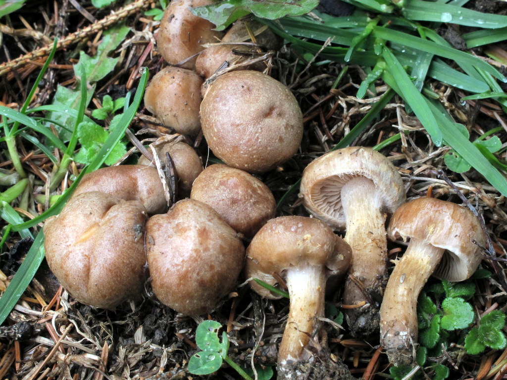 Hebeloma excedens