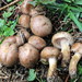 Hebeloma excedens - Photo (c) mycowalt, some rights reserved (CC BY-SA), uploaded by mycowalt
