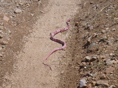 Masticophis flagellum cingulum