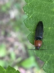 Ampedus rubricollis