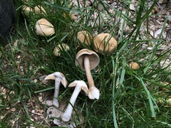 Agrocybe sororia
