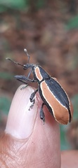 Heilipus discoides