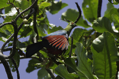 Schalow's Turaco photo 5