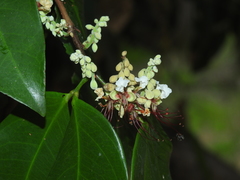 Macrolobium bifolium
