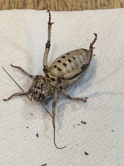 Cyphoderris