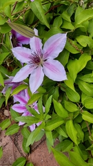 Clematis florida