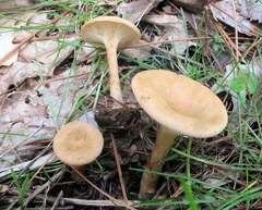 Clitocybe gibba image