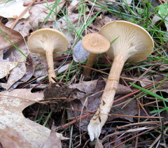 Clitocybe gibba image