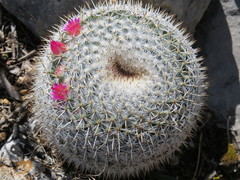 Mammillaria flavicentra
