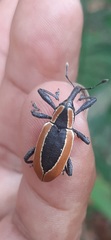 Heilipus discoides