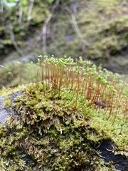 Pseudohygrohypnum eugyrium