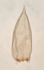 Pseudohygrohypnum eugyrium