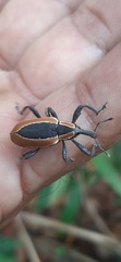 Heilipus discoides