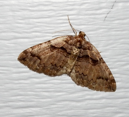 Variable Carpet Moth photo 3