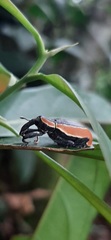 Heilipus discoides