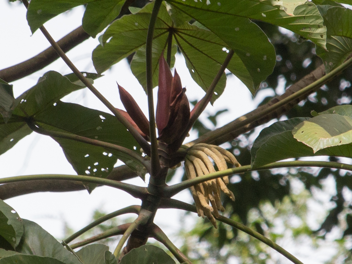 Cecropia glaziovii