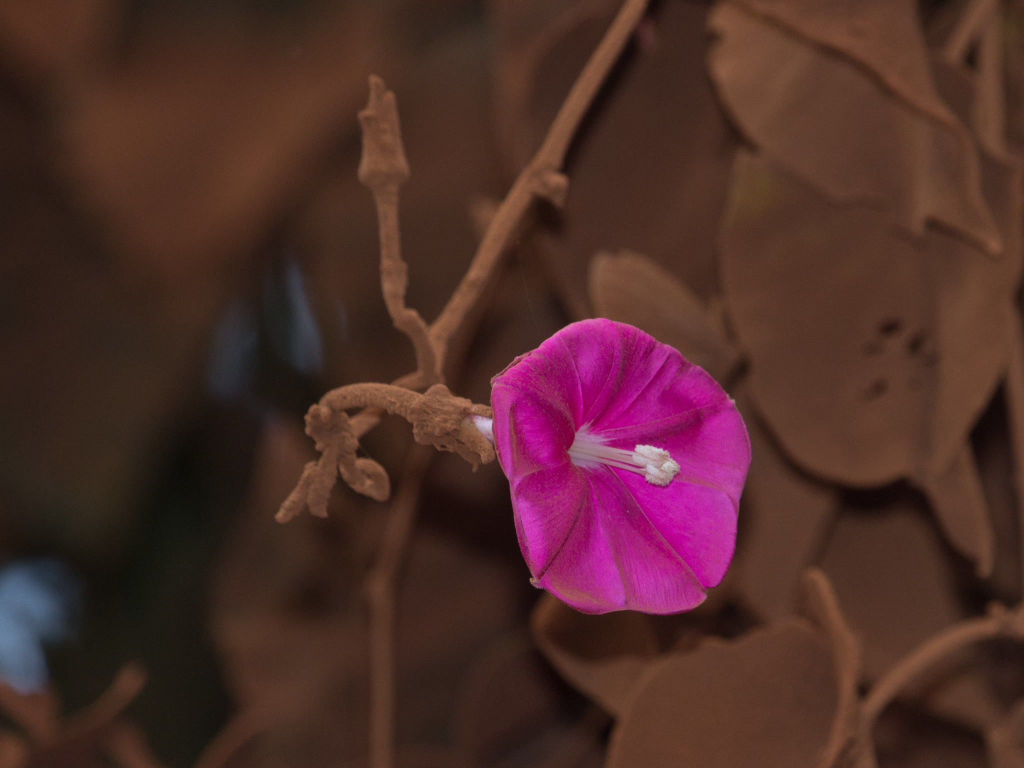 Ipomoea sidifolia