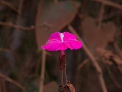 Ipomoea sidifolia