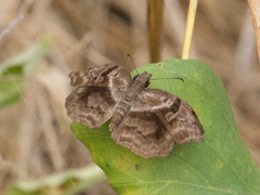 Helias phalaenoides