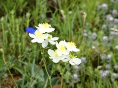 Thalictrum tuberosum