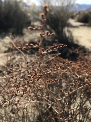Eriogonum plumatella