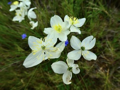 Thalictrum tuberosum