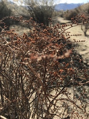 Eriogonum plumatella