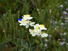 Thalictrum tuberosum