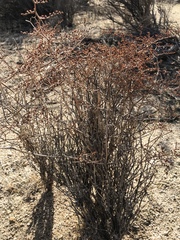 Eriogonum plumatella