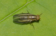 Peplomyza discoidea