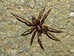 Liocranum