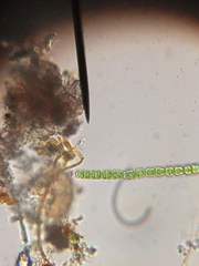 Charophyta