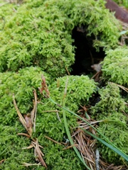 Carex digitata