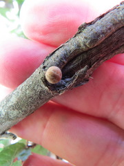 Kermesidae