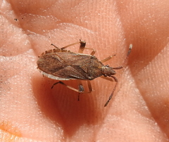 Ceraleptus lividus