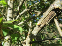 Kermesidae