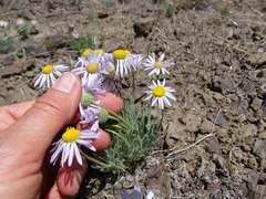 Erigeron poliospermus