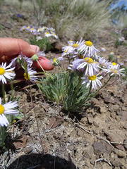 Erigeron poliospermus