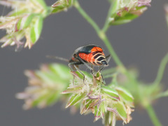 Clanoptilus spinipennis