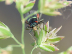 Clanoptilus spinipennis