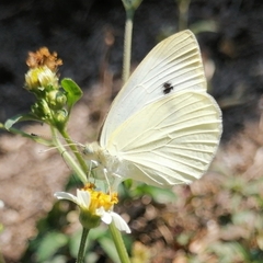 Pieris rapae rapae