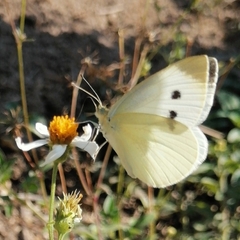 Pieris rapae rapae