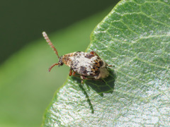 Bruchidius poecilus