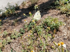 Pieris rapae rapae