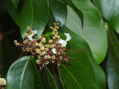 Macrolobium bifolium
