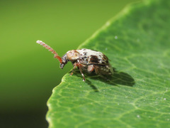 Bruchidius poecilus
