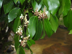 Macrolobium bifolium