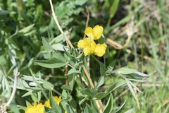 Thermopsis divaricarpa
