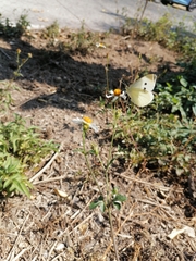Pieris rapae rapae