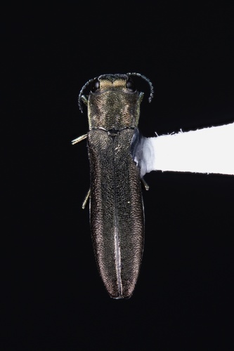 Dogwood Agrilus photo 3